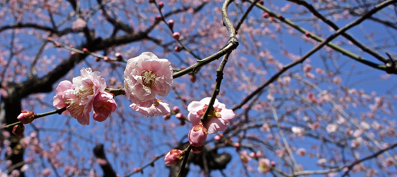Yushima Tenjin Ume Blossoms