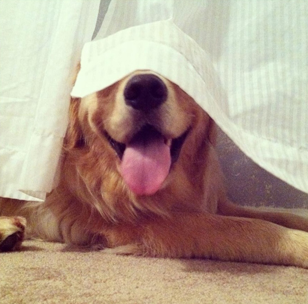hiding-ninja-funny-dogs-81__605