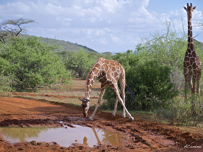 Safari en Samburu: Jirafas, Elefantes, Leones, Guepardos y muchísimos pájaros - 12 días de Safari en Kenia: Jambo bwana (73)