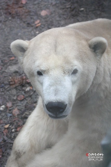 Polar Bear Yoghi 2014_11_26 155