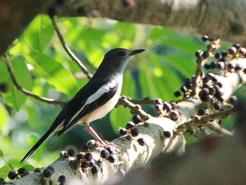 IMG_1226 鵲鴝 母鳥 Oriental Magpie-Robin