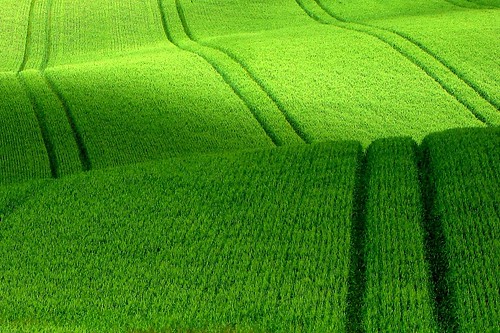 green norway sony fields myfavourites 2007 østfold wheatfield dscw15 panoramio39160532693
