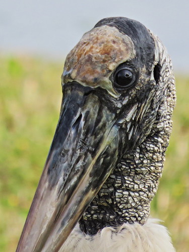 Wood Stork portrait 20141221
