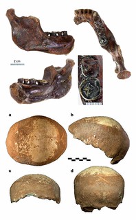 上圖為從澎湖海溝所發現的澎湖原人（enghu 1）下顎骨，圖片截取自Chang, C.-H.,（等8人）。下圖為從以色列所發現的人類頭蓋骨（Manot 1），圖片截取自Hershkovitz, I.,（等24人）。