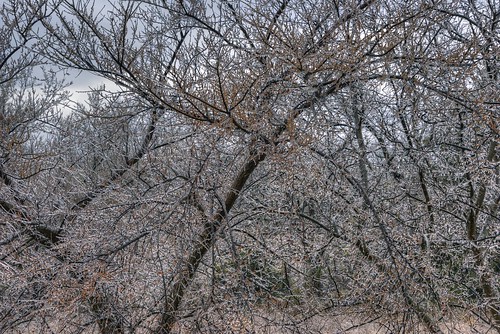 trees winter ice texas bellevue