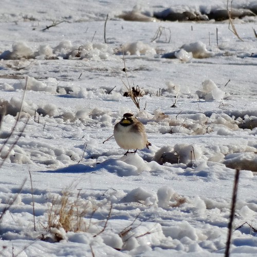 winter snow bird lark