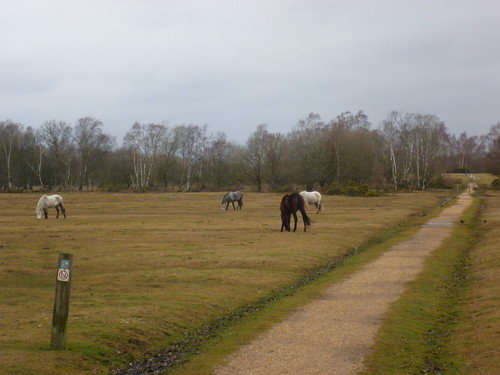 new uk horse field forest brockenhurst