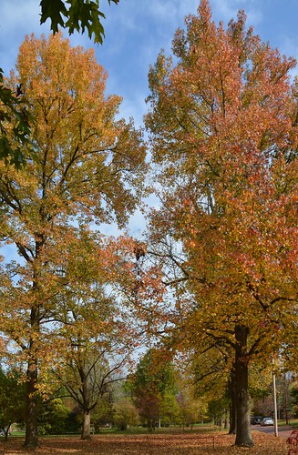 fallcolors autumnleaves autumncolors marietta falllandscape sacravia quadranaoupark