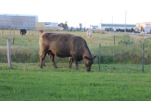 cows shepparton