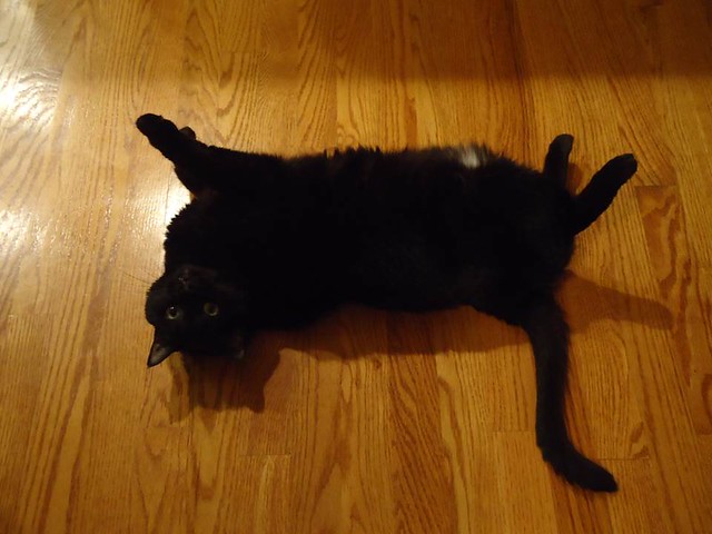 noir cat