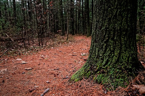green pine moss path indiana trail lichen winamac tippecanoestatepark
