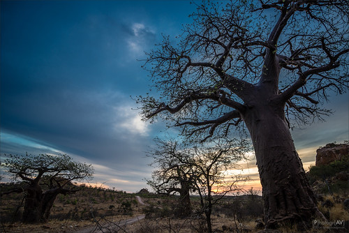 sunset tree southafrica zonsondergang boom baobab zuidafrika mapungubwenationalpark