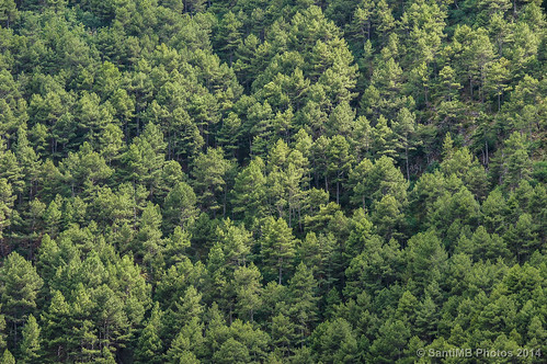 trees summer españa forest geotagged árboles bosque verano esp lleida alturgell cataluna arseguel 2tumblr sal18250 2blogger geo:lat=4234969565 geo:lon=158279032