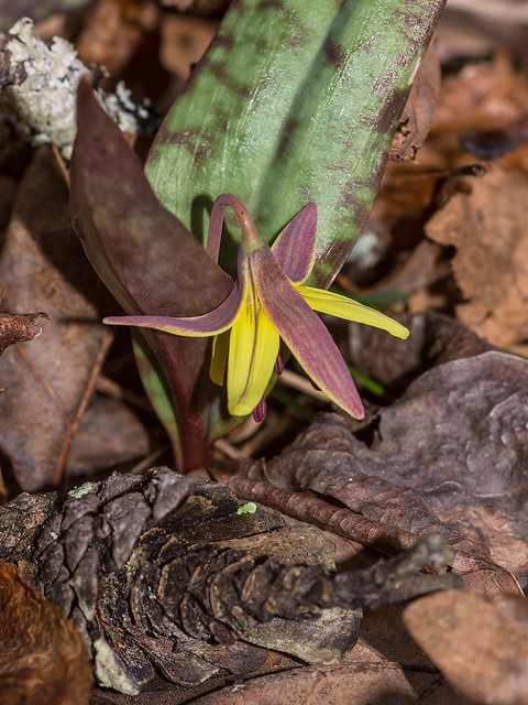 Dimpled Trout lily