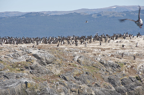 【写真】2015 世界一周 : ビーグル水道（ペンギン生息地まで）/2015-01-24/PICT8734