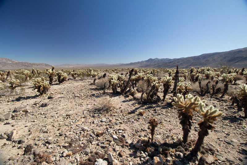 cacti, Joshua Tree NP, California, USA