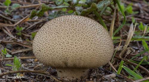 macro portugal mushroom mushrooms fungi algarve cogumelos 2014 scleroderma fungos earthball commonearthball sbrásdoalportel