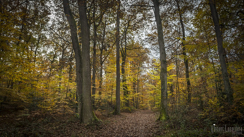 france automne photographie paysage forêt vienne poitoucharentes forêtdemoulière bonneuilmatours