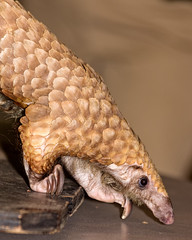 Pangolins or Scaly Anteaters