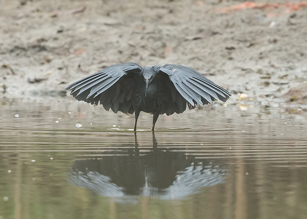 Black Heron  Gambia