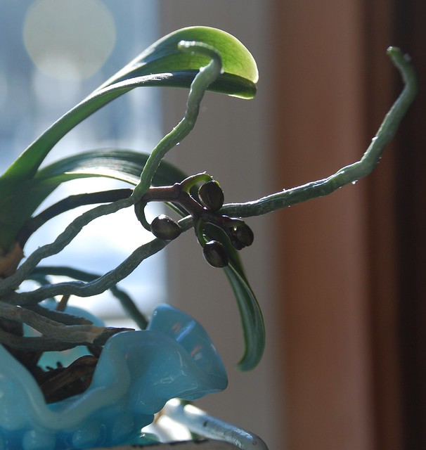 orchid buds
