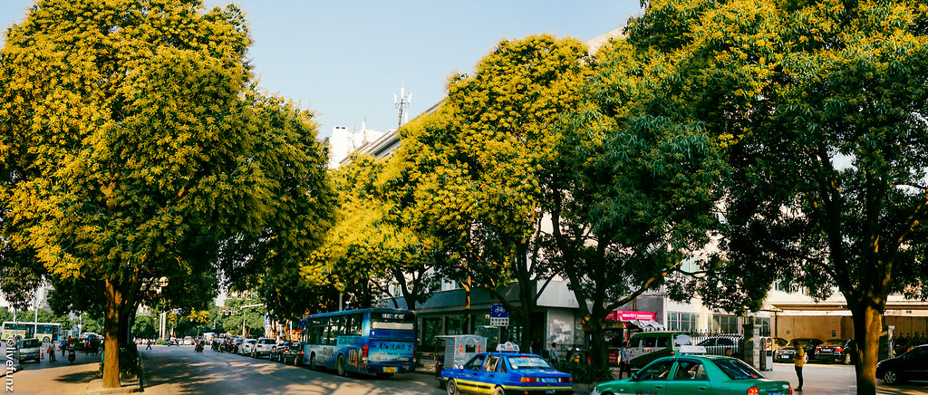 Mango trees blooming 芒果树开花