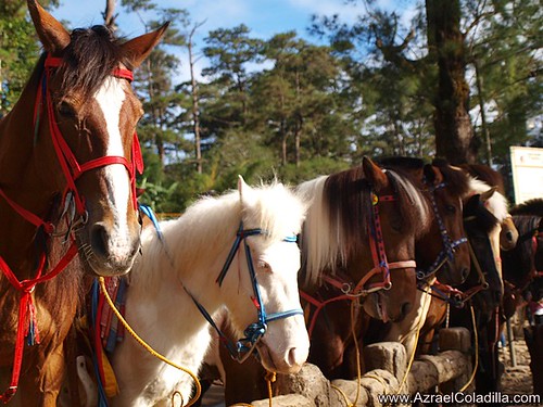 Baguio tour blog 15–photo op at the Mansion and horse back riding in Wright Park