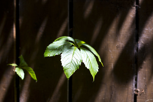 feuille leaf leaves wood bois porte door green brown marron vert extérieur outside outdoor sun light lumière nature