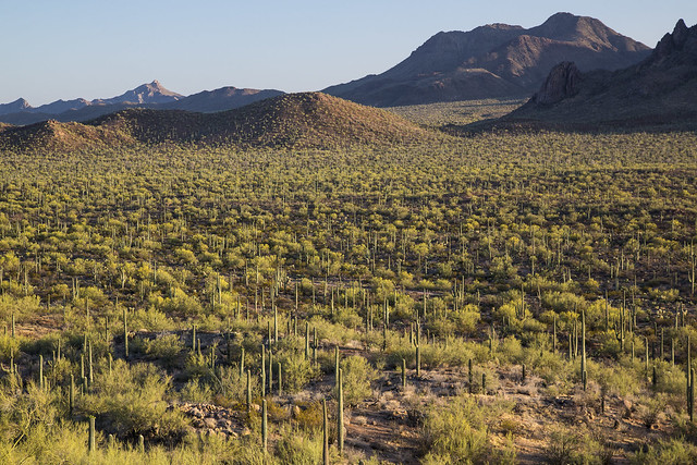 #mypubliclandsroadtrip 2016: Something Different, Ironwood Forest National Monument