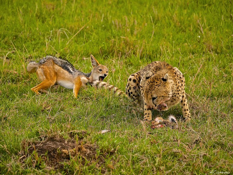Gran dia en el M.Mara viendo cazar a los guepardos - 12 días de Safari en Kenia: Jambo bwana (74)