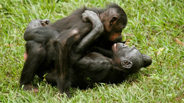 1_bonobo.jpg