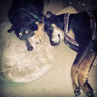 Lots of cuddling going on today. Tut and Lola. <3 #dogstagram #ilovemydogs