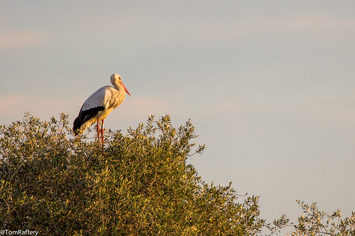 sunset andalucía spain sundown stork cigüeña whitestork ciconiaciconia lapuebladelrío ladehesadeabajo