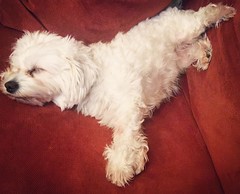 #fluffy #sweet #amazing #dog 😍😍😍 #satisfiedface #happy #sleep #dreamingatbacon #lovethisdog #funnyface #funnydog #bichon #maltese #whiteassnow #dogs #dogsofinstagram #doglife #lifeisgood #instapet #instadaily #iphoneonly