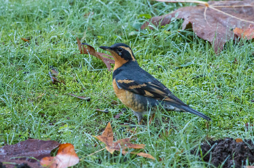 Varied Thrush with a tick under his left eye