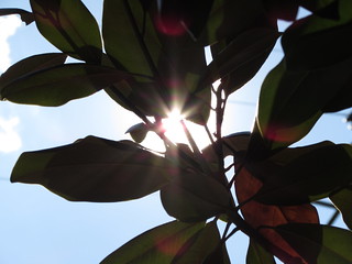Sun through the Magnolia