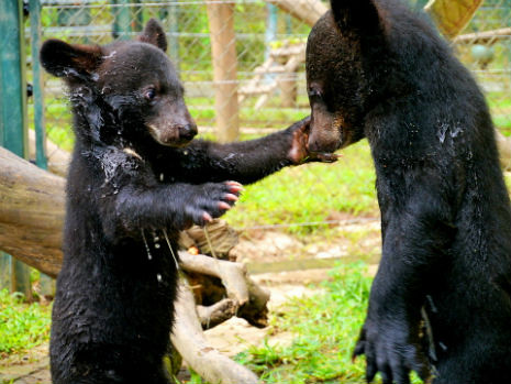 Bear cubs Misty (latterly Nora JamJack) and Rain playing at VBRC, 2012