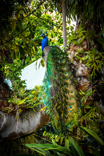 bird zoo peacock sandiegozoo sandiegoca sunrisestroll surprisesunrisestroll