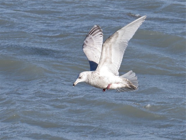 Intermediate Thayer's/Kumlien's Gull (2nd Cycle) at North Point Marina in Lake County, IL