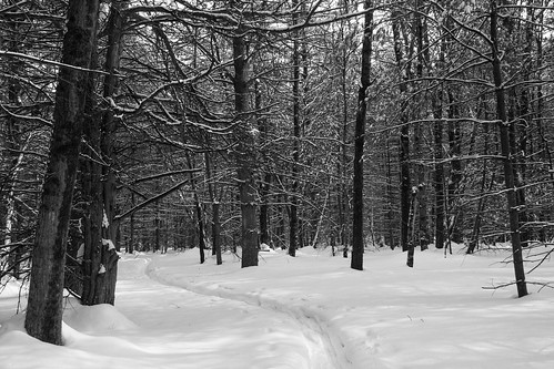 snow nature canon delaneywoods delaneywinter