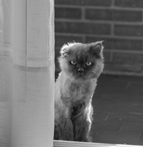 Perla, gata persa azul maltratada y abandonada, nacida en 2011, necesita hogar. Valencia. ADOPTADA. 16717101191_d37827fe9d