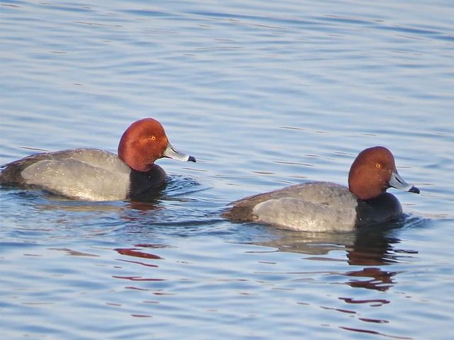 Redhead at Lake Bloomington in McLean County, IL 10