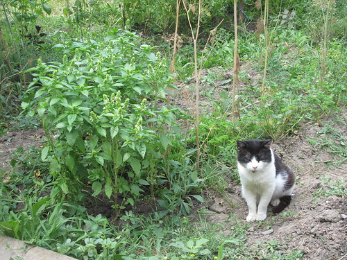 drajna romania village 2016 românia romanya rumänien roumanie animal pisica kedi katze cat chat gato busuioc basilicum vara summer sommer été prahova