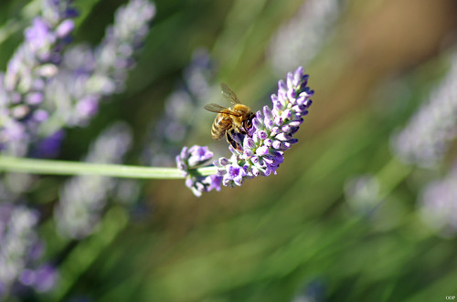 bee abeille butine lavande macro profondeur de champ flou gathering pollen nectar lavender green vert european