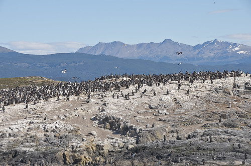 【写真】2015 世界一周 : ビーグル水道（ペンギン生息地まで）/2015-01-24/PICT8741