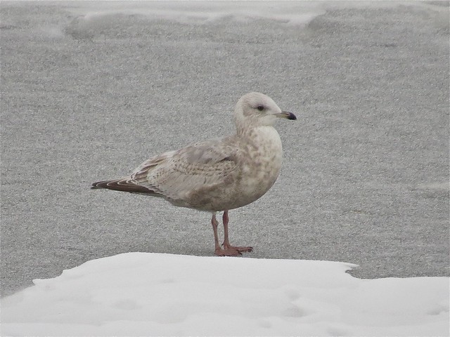 Thayer's Gull (2nd Cycle) at Peoria Lake in Tazewell County, IL 04