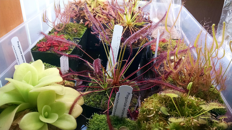 Drosera capensis red form 