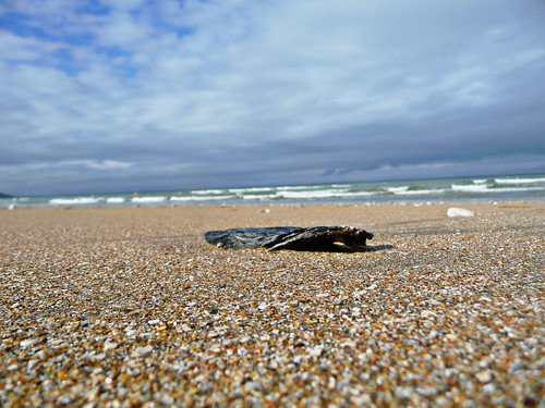 beach shell oyster plage villerssurmer