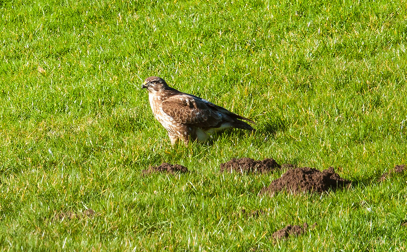 The buzzard hunts for breakfast in the field