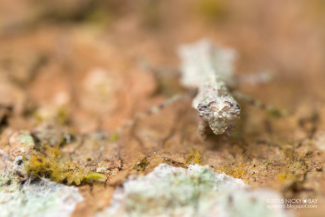 Bark moss mantis nymph (Haanidae) - DSC_4212